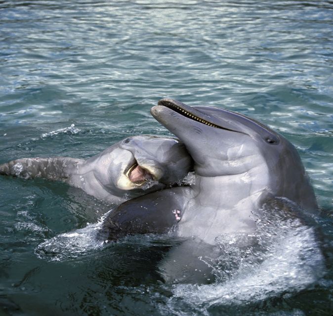Hurghada: Snorkeling, Dolphin Watching & Banana Boat Fun - Additional Costs