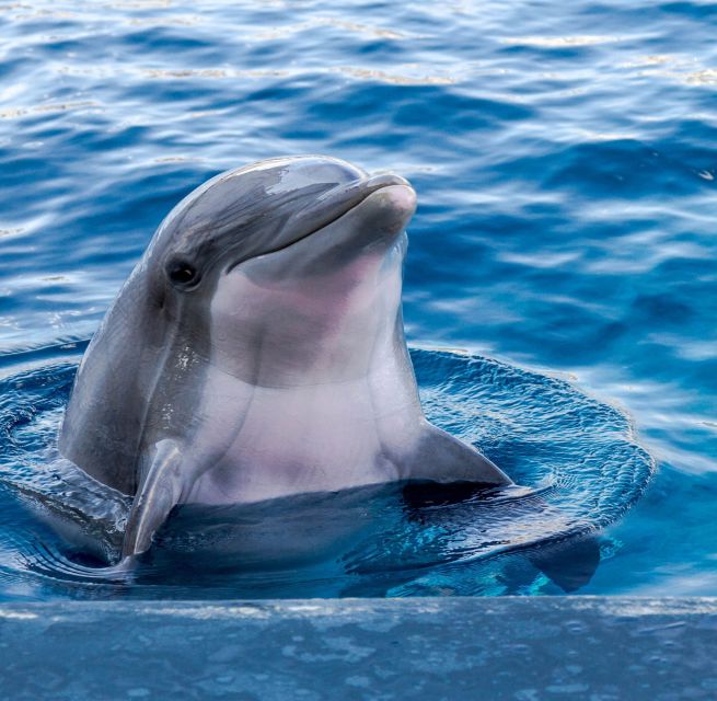 Hurghada: Snorkeling, Dolphin Watching & Banana Boat Fun - Frequently Asked Questions