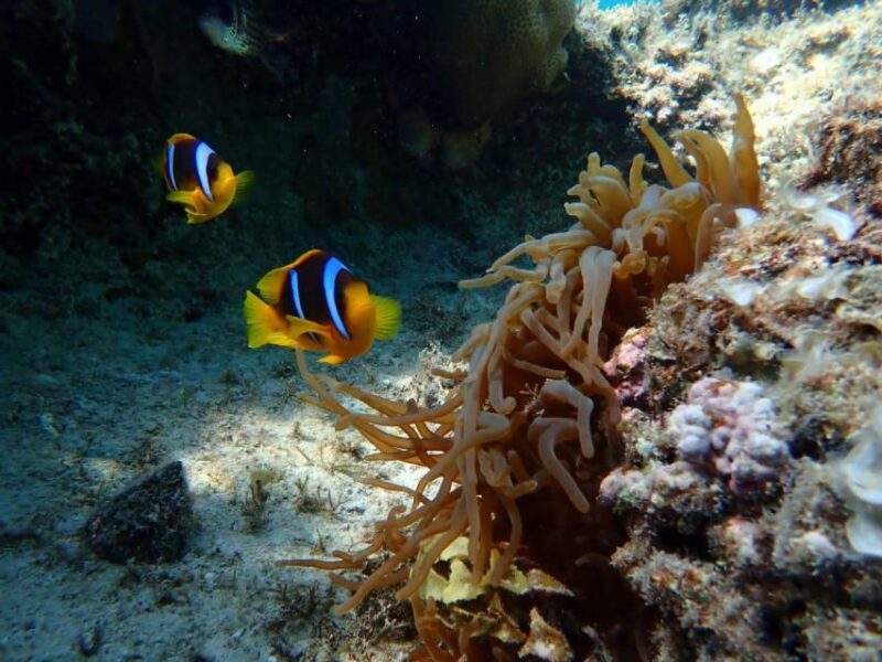 Hurghada: Snorkelling Trip by Speedboat With Hotel Pickup - Booking and Cancellation
