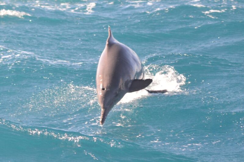 Hurghada: Speedboat Dolphin Watching & Snorkeling With Lunch - Key Points