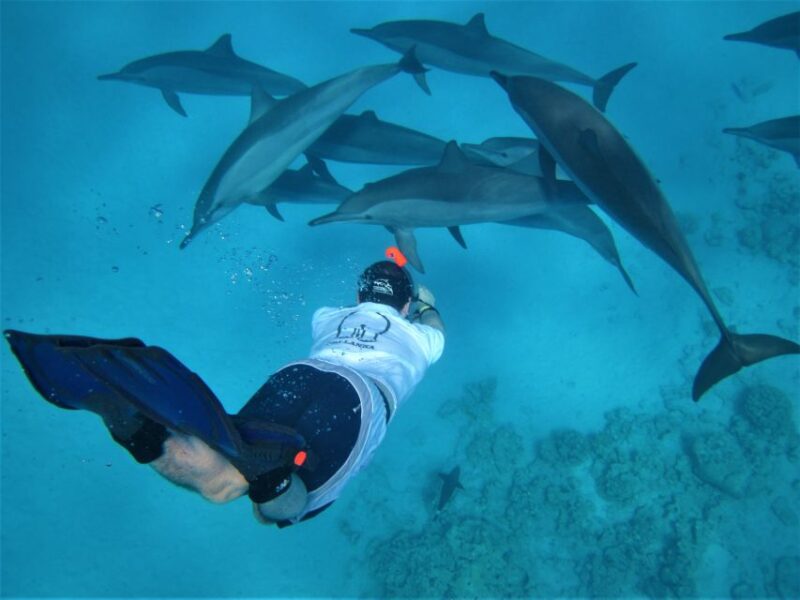 Hurghada: Speedboat Dolphin Watching & Snorkeling With Lunch - Highlights of the Tour