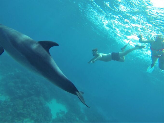 Hurghada: Speedboat Dolphin Watching & Snorkeling With Lunch - Customer Reviews