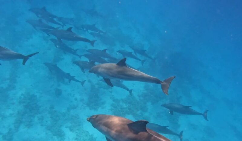 Hurghada: Speedboat Fishing Trip, Trolling & Snorkelling - Activities Included