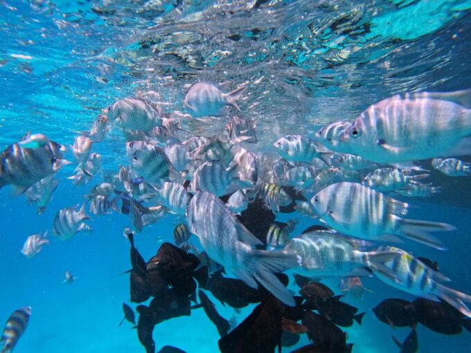 Hurghada: Speedboat Fishing Trip, Trolling & Snorkelling - Frequently Asked Questions