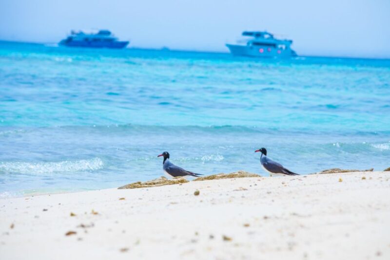 Hurghada: Speedboating, Snorkeling & BBQ On Giftun Islands - Language and Cancellation Policy
