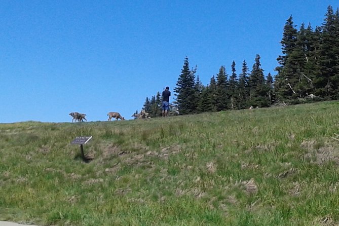 Hurricane Ridge Olympic National Park From Seattle - Meeting and Pickup
