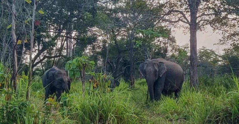 Hurulu Eco Park: 3-Hour Morning or Evening Safari - Safari Experience