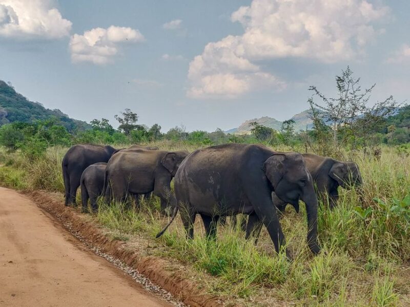 Hurulu Eco Park: 3-Hour Morning or Evening Safari - Pricing and Availability