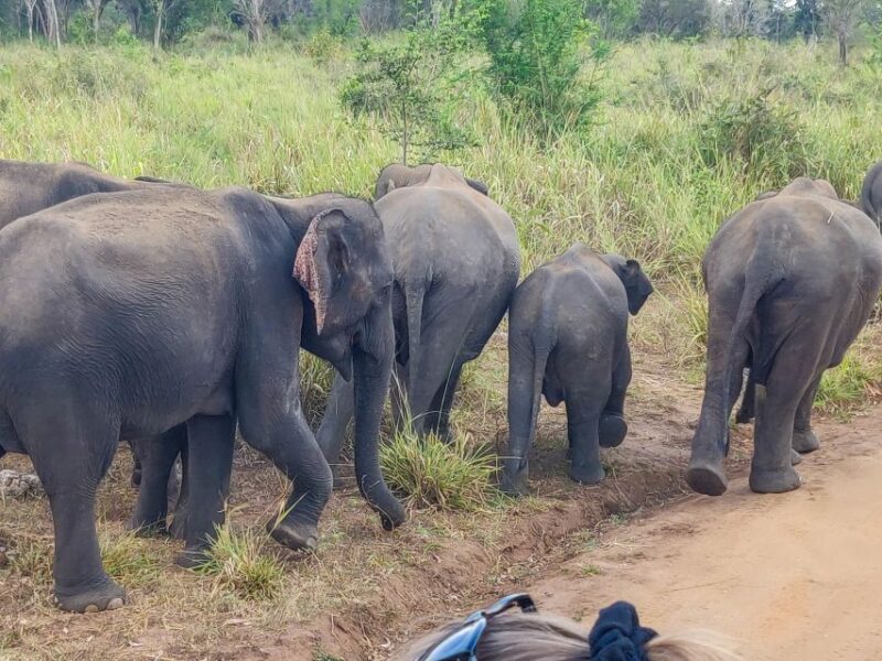 Hurulu Eco Park: 3-Hour Morning or Evening Safari - Customer Feedback