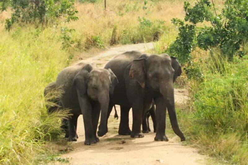 Hurulu Eco Park Jeep Safari & Entrance Ticket Included - Key Points