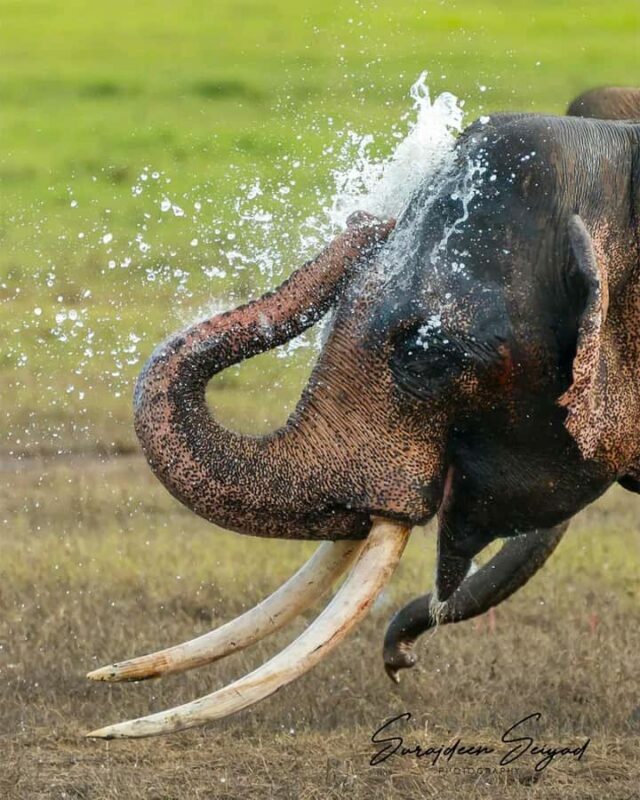 Hurulu Eco Park Jeep Safari & Entrance Ticket Included - The Sum Up