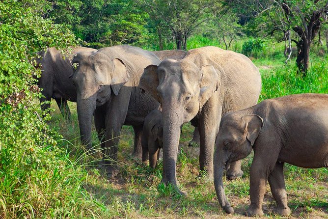 Hurulu Eco Park Private Safari - Key Points