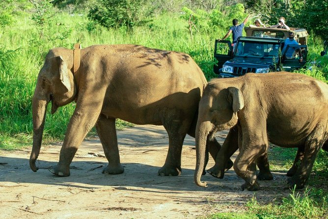 Hurulu Eco Park Private Safari - Wildlife Sightings