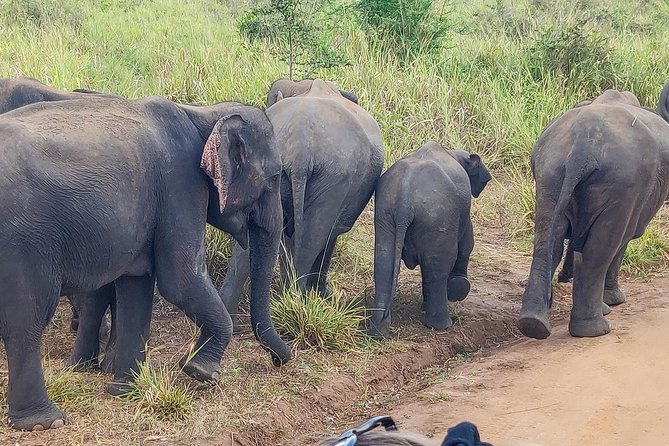 Hurulu Eco Park Private Safari - Park Highlights