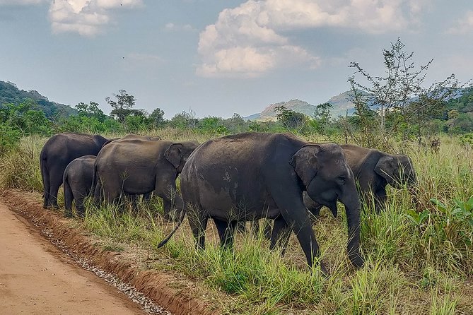 Hurulu Eco Park Private Safari - Guest Reviews