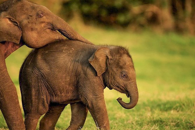 Hurulu Eco Park Private Safari From Habarana - Key Points