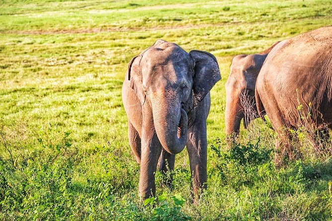 Hurulu Eco Park Private Safari From Habarana - Memorable Experiences