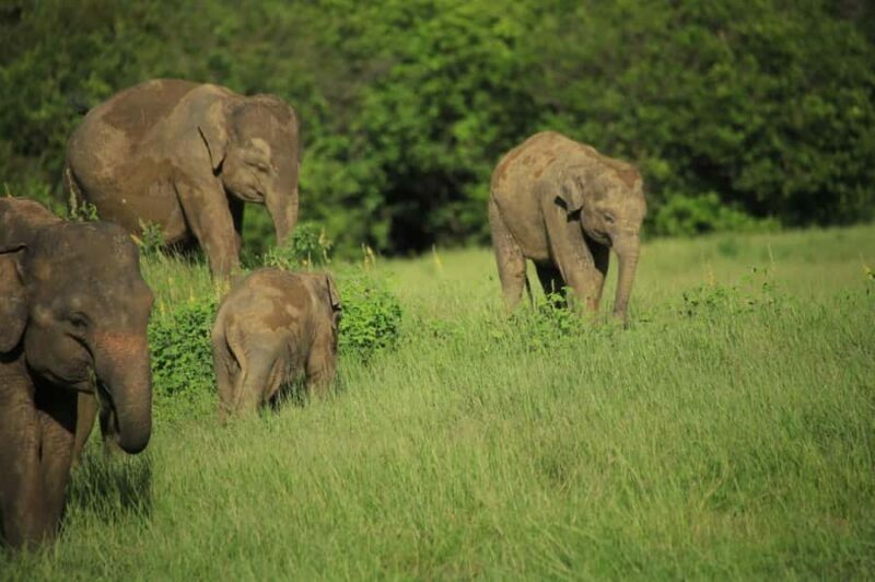 Hurulu Eco Park Safari From Sigiriya Eco Jeep Adventure - A Deeper Look at the Hurulu Eco Park Safari