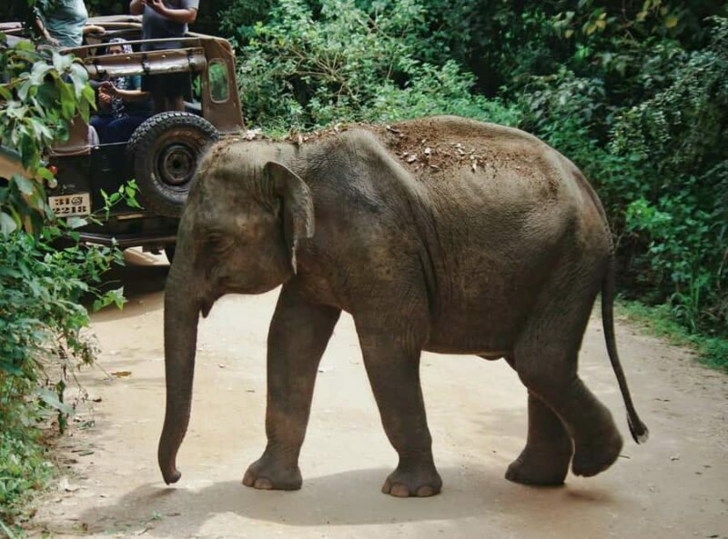 Hurulu Eco Park Safari From Sigiriya Eco Jeep Adventure - The Sum Up