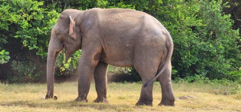 Hurulu National Park Safari Minneriya - Highlights of the Safari