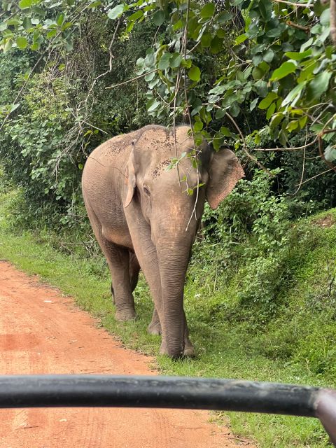 Hurulu National Park Safari Minneriya - Booking and Visitor Information