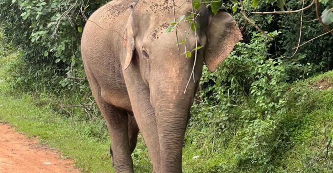 Hurulu National Park Safari Minneriya - Conservation Initiatives