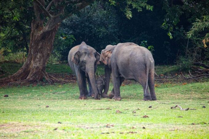 Hurulu National Park Safari Minneriya - Frequently Asked Questions