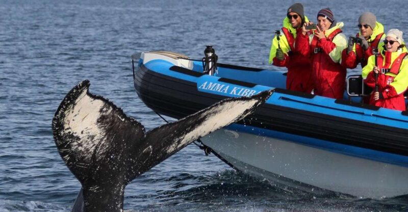 Húsavík: Big Whale Safari & Puffin Island Tour - Tour Itinerary and Highlights