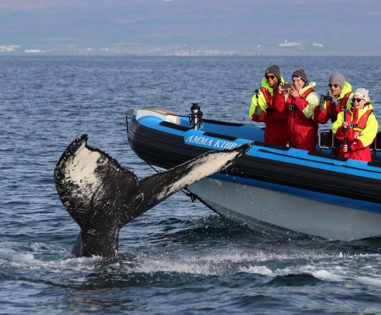 Húsavík: Big Whale Safari & Puffin Island Tour - Inclusions and Restrictions
