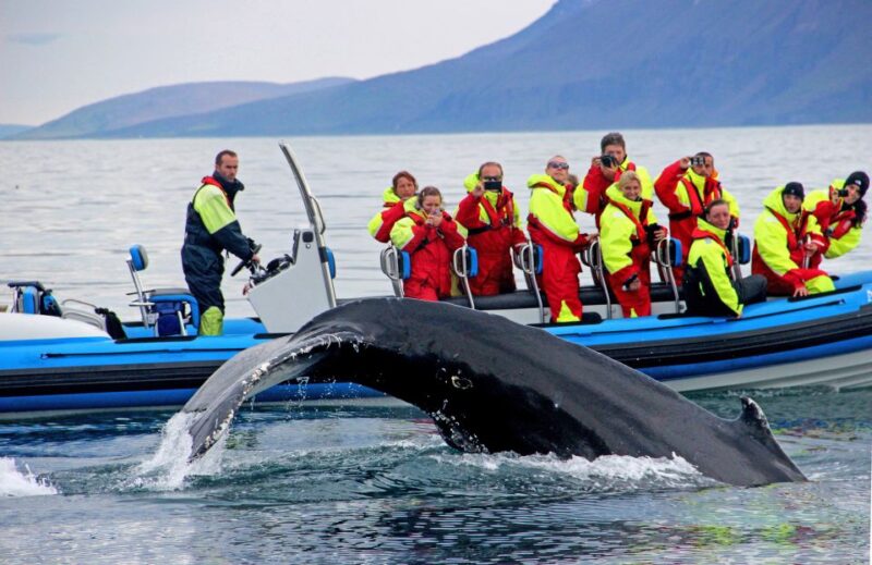 Húsavík: Big Whale Safari & Puffin Island Tour - What to Bring and Important Information