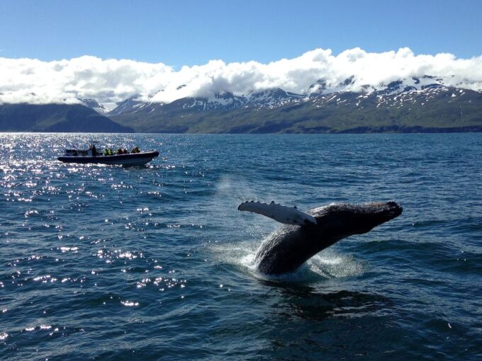 Húsavík: Big Whale Safari & Puffin Island Tour - Whale Watching Experiences