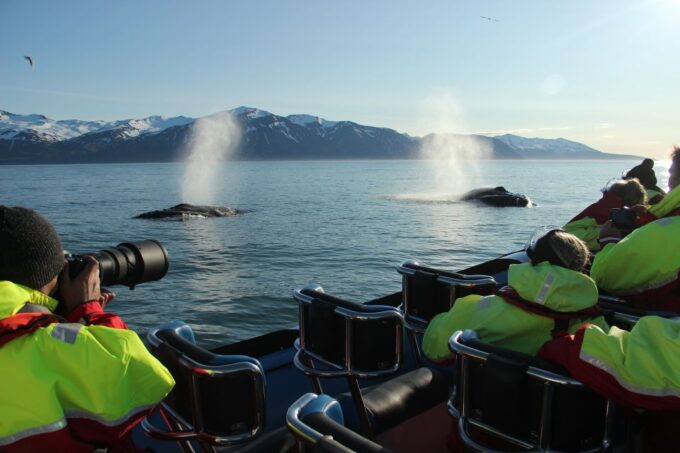 Húsavík: Big Whale Safari & Puffin Island Tour - Puffin Island Exploration