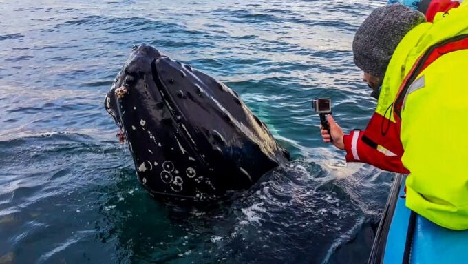 Húsavík: Big Whale Safari & Puffin Island Tour - Tour Logistics and Booking