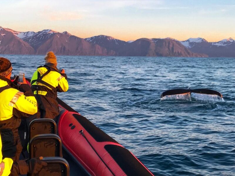 Húsavík: Big Whales and Puffin Island Speedboat Tour - Key Points