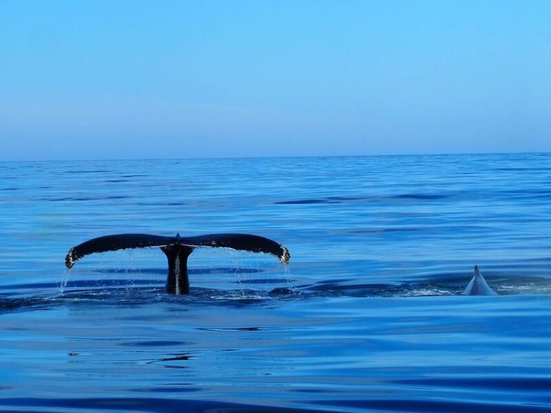 Húsavík: Big Whales and Puffin Island Speedboat Tour - Whale Watching Experience