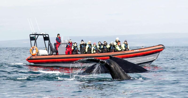 Húsavík: Big Whales and Puffin Island Speedboat Tour - Puffin Island Visit