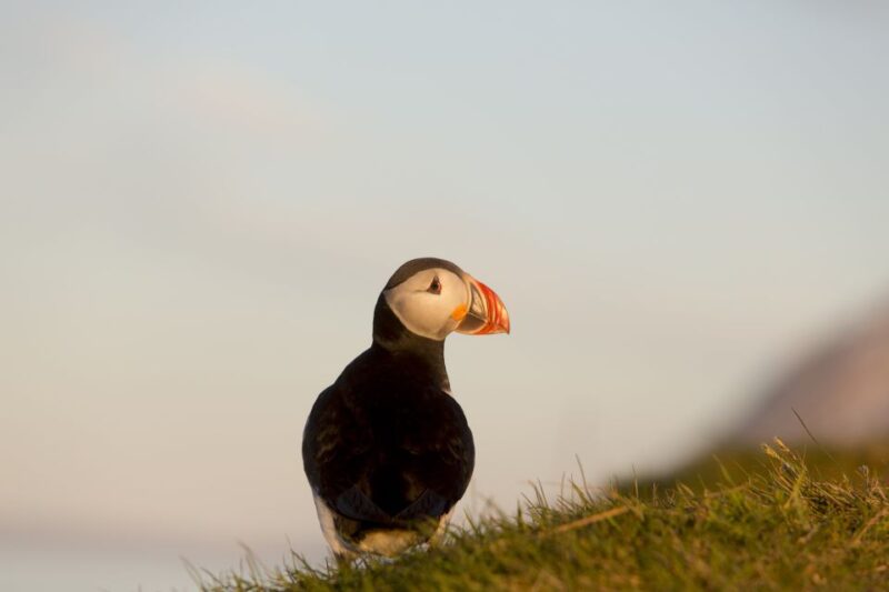 Húsavík: Big Whales and Puffin Island Speedboat Tour - Boat Features