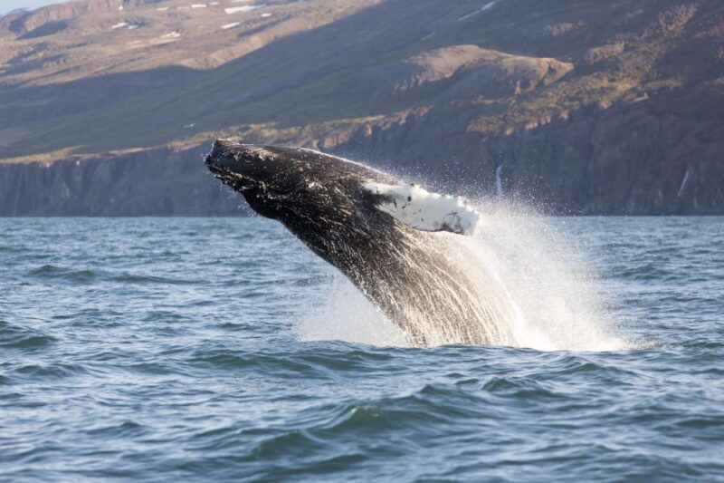 Húsavík: Big Whales and Puffin Island Speedboat Tour - Included Gear