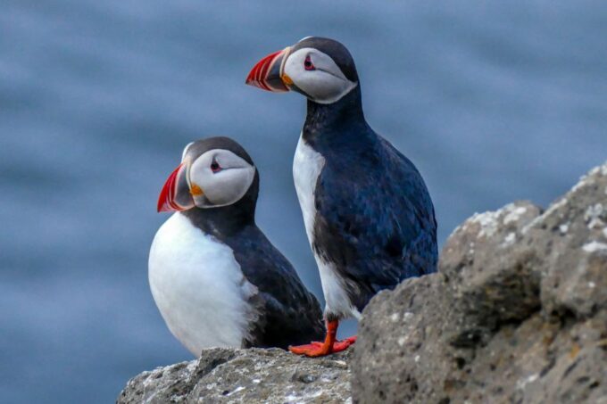 Húsavík: Big Whales and Puffin Island Speedboat Tour - Safety Restrictions