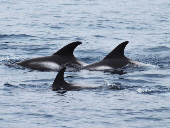 Húsavík: Big Whales and Puffin Island Speedboat Tour - Itinerary Highlights