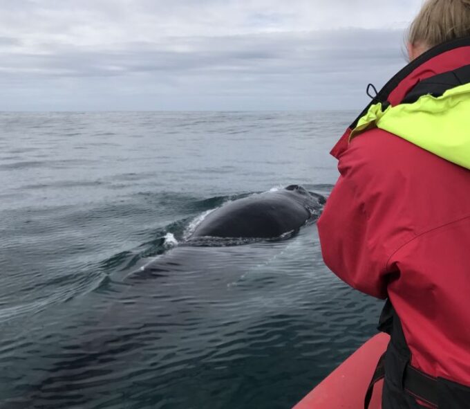 Húsavík: Big Whales and Puffin Island Speedboat Tour - Customer Feedback