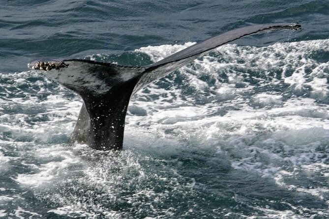Husavik Family-Owned and Operated Whale Watching - Included Amenities and Services