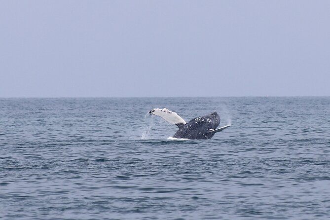 Husavik Family-Owned and Operated Whale Watching - Highlights of the Experience