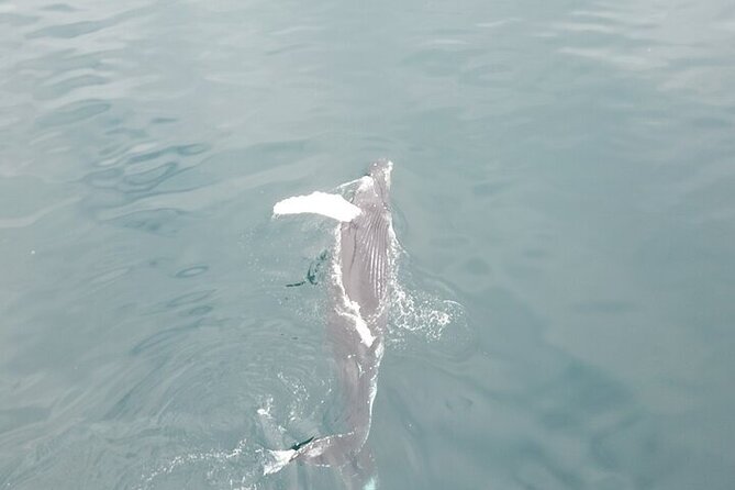 Husavik Family-Owned and Operated Whale Watching - Booking and Cancellation Policy