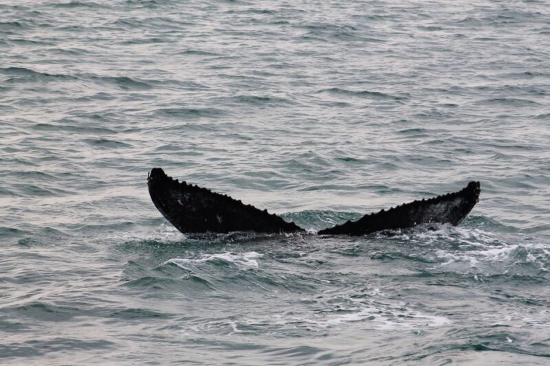 Húsavík: Family-Run and Guided Whale Watching Tour - Customer Reviews and Ratings