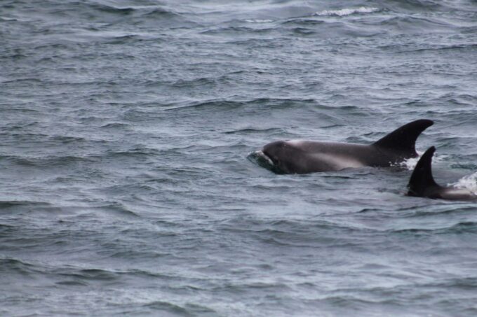 Húsavík: Family-Run and Guided Whale Watching Tour - Preparing for the Tour