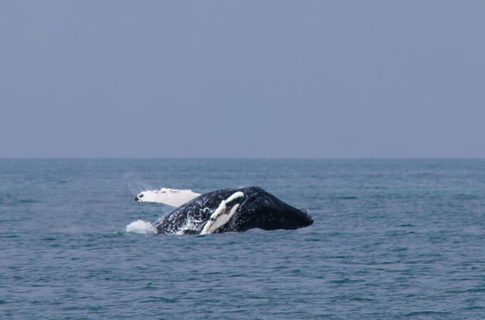 Húsavík: Family-Run and Guided Whale Watching Tour - Sustainability and Conservation Efforts