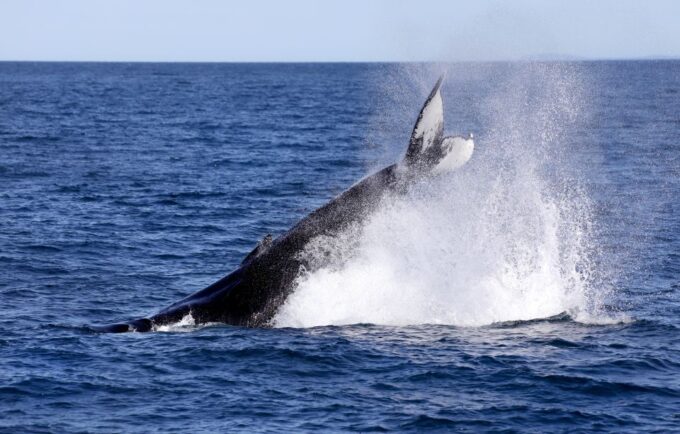 Húsavík: Family-Run and Guided Whale Watching Tour - Booking and Reservation Process