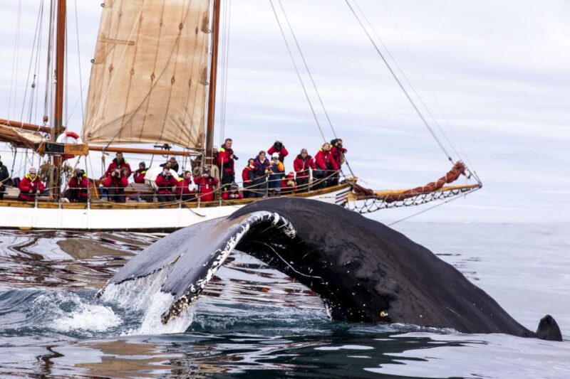 Húsavík: Whale Watching by Traditional Wooden Sailing Ship - Whale Watching Experience