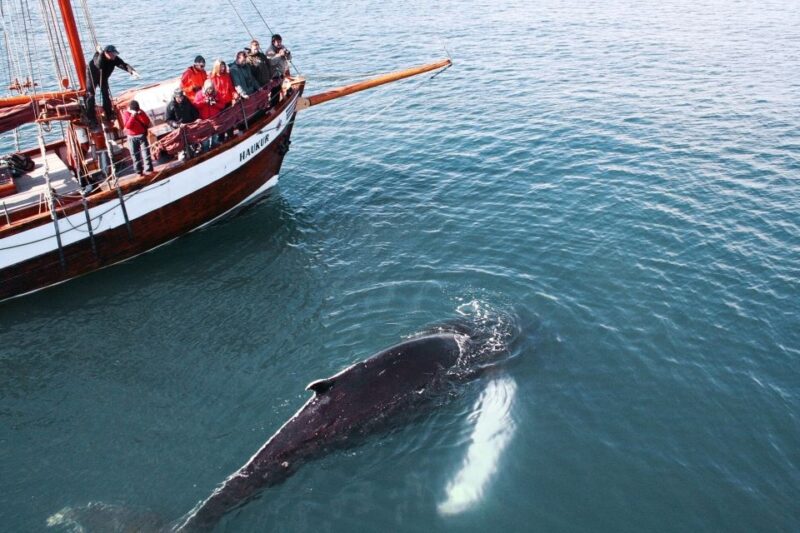 Húsavík: Whale Watching by Traditional Wooden Sailing Ship - Sailing Activities